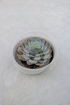 Cactus Succulent Echeveria Lola with white background and eye angle view photo
