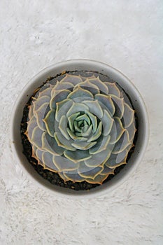 Cactus Succulent Echeveria Lola with white background and high angle view photo