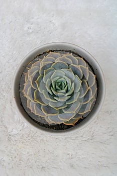 Cactus Succulent Echeveria Lola with white background and high angle view photo