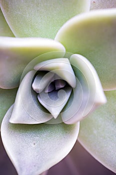 Cactus succulent flower closeup