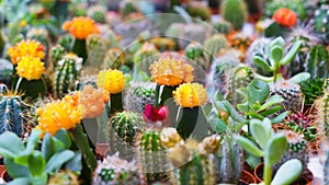 Cactus succulent flowers blooming in Amsterdam flower market Netherlands