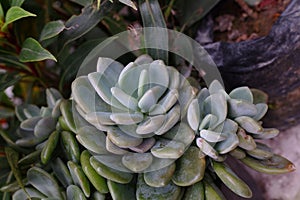 The cactus succulent graptopetalum francesco baldi photo