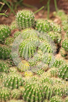 Cactus is a succulent plant.