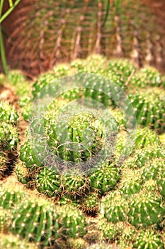 Cactus is a succulent plant.