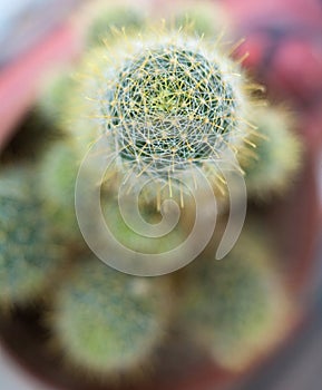 Cactus. Succulent plant