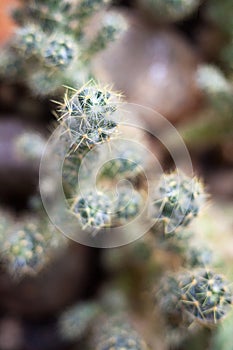 Cactus. Succulent plant