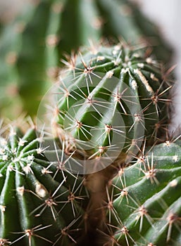 Cactus. Succulent plant