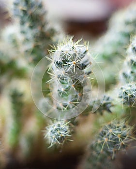 Cactus. Succulent plant