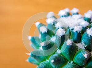 Cactus species Mammillaria gracilis cv. oruga blanca photo