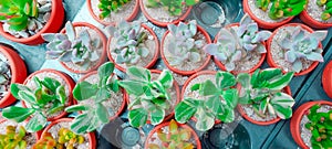 Cactus succulent Plant in Flower Pot, flat lay - Color tone