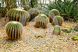 Cactus succulent plant in the greenhouse