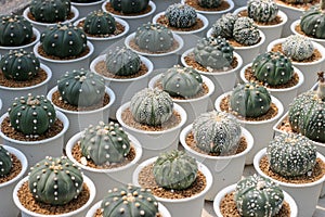 Cactus succulent plant in the greenhouse