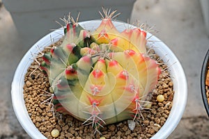 Cactus succulent plant in the greenhouse