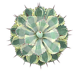 Cactus succulent plant top view isolated on white background, path