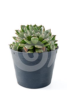 Cactus succulent plant on white background