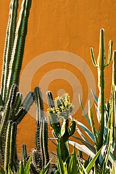 Cactus and succulent plant with yellow wall