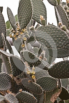 Cactus, succulent plants