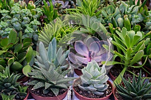 Cactus and succulent plants