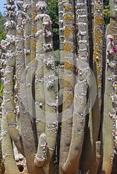 Cactus and succulent plants in arid landscape