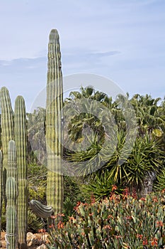 Cactus and succulent plants in arid landscape