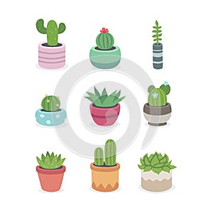 Cactus and succulent plants in pots