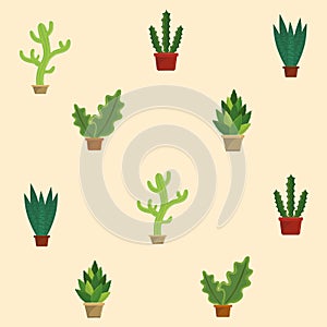 Cactus succulent plants pots background