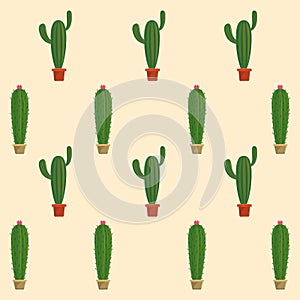 Cactus succulent plants pots background
