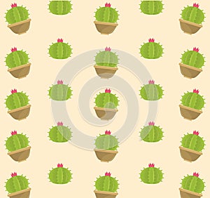 Cactus succulent plants pots background