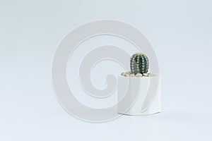 Cactus or succulent plants in pots, over white background