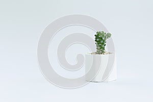 Cactus or succulent plants in pots, over white background