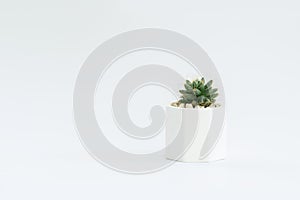 Cactus or succulent plants in pots, over white background