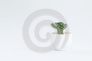 Cactus or succulent plants in pots, over white background