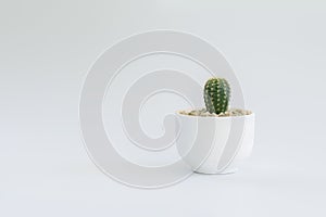 Cactus or succulent plants in pots, over white background