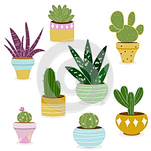 Cactus and succulent plants in pots. Vector illustration