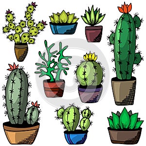 Cactus succulent por plant flat hand drawn set