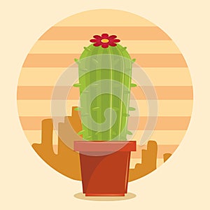 Cactus succulent pot on desertscape