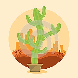 Cactus succulent pot on desertscape