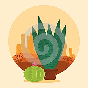 Cactus succulent pot on desertscape