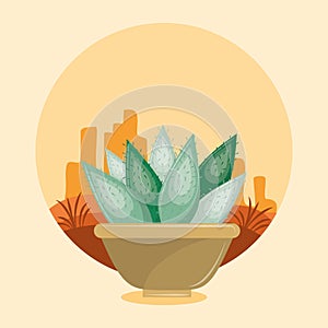 Cactus succulent pot on desertscape