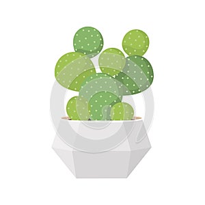 Cactus and succulent in pot domestic colorful cartoon vector illustration