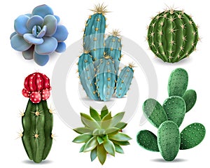 Cactus Succulent Realistic Set