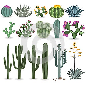 Cactus and succulent vector set