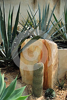 Cactus and succulents against stone wall