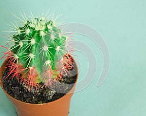Cactus and succulents on blue. Tropical Greens minimal art design.