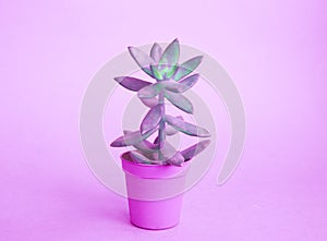 Cactus and succulents on blue. Tropical Greens minimal art design.