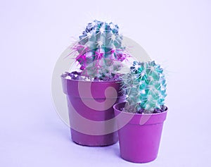 Cactus and succulents on blue. Tropical Greens minimal art design.