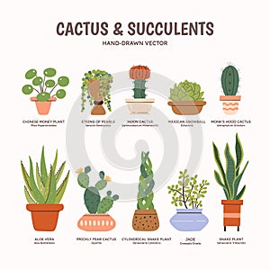 Cactus & Succulents - Colorful Cliparts