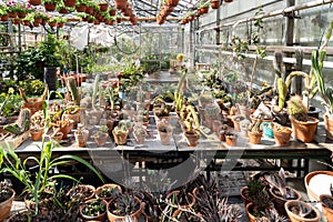 Cactus and succulents in greenhouse growing in pots for selling to flower shop. Botanical glasshouse