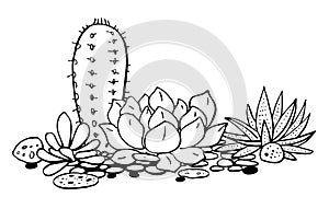 Cactus and succulents group. Vector hand drawn outline black and white sketch illustration