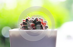 Cactus or Succulents grow in pots on a blurred background